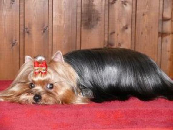  ZVEZDA AL'BIONA ZHOZEFINA &mdash; Labaza DogPedigree YorkshireTerrier